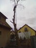Značně zeštíhlený - ten strom.
