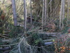 Pád stromů na Teplé stráni tady vítr napáchal větší škody